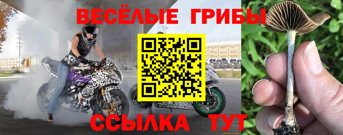 Псилоцибиновые грибы Psilocybe  Вход с VPN  Великие Луки 